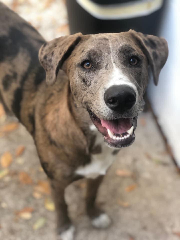 Bulliet the Catahoula