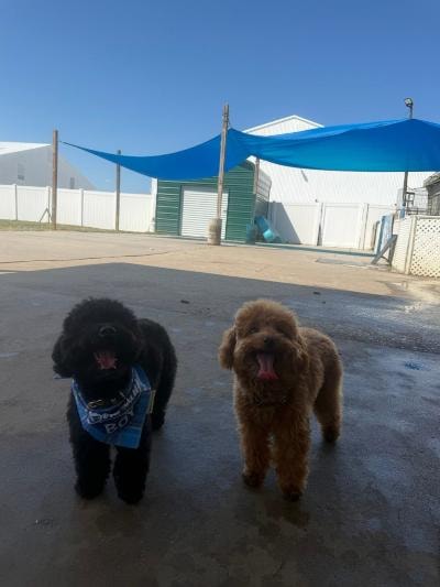Snoopy and Cooper the Toy Poodles