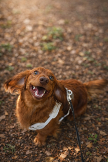 Maui the Dachshund
