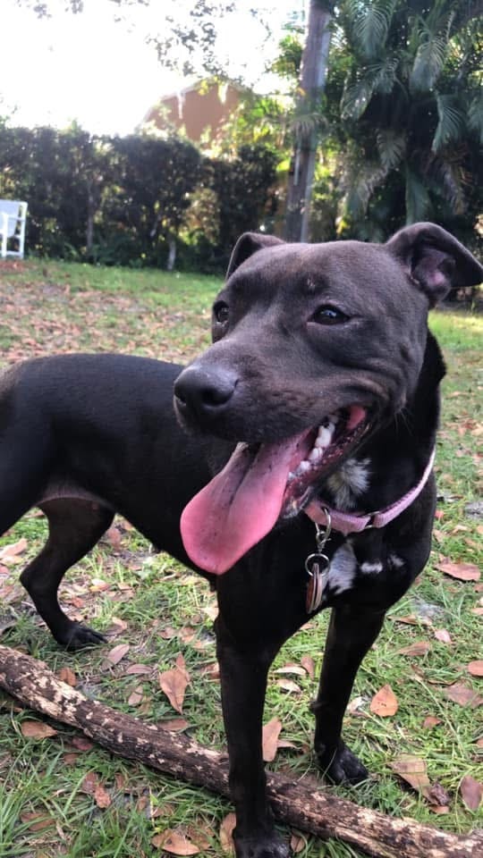 Raven the Pitbull- Lab