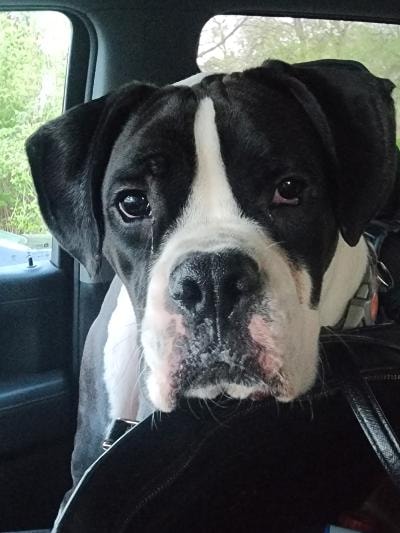 Maverick the Boxer